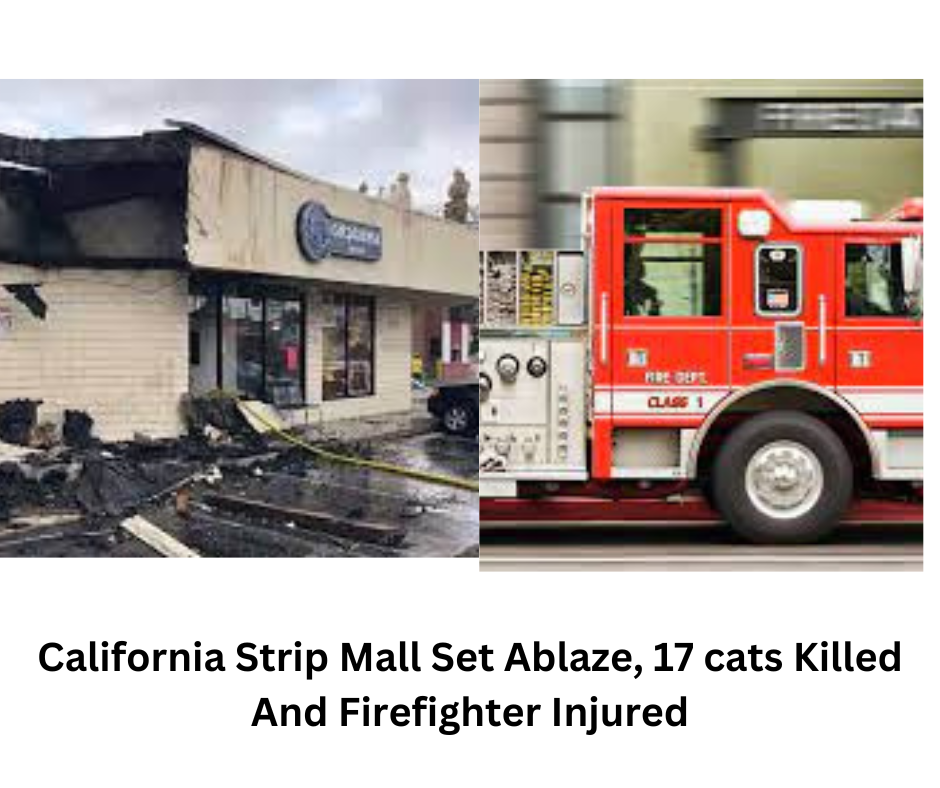 California Strip Mall Set Ablaze, 17 cats Killed And Firefighter Injured