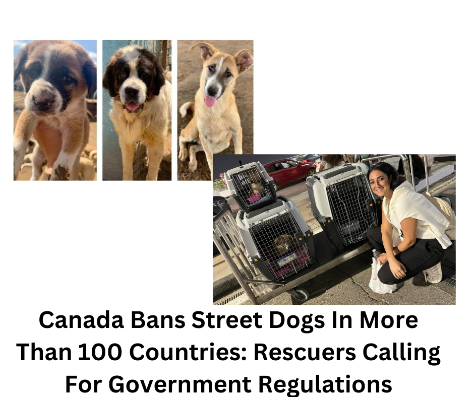 Canada Bans Street Dogs In More Than 100 Countries: Rescuers Calling For Government Regulations