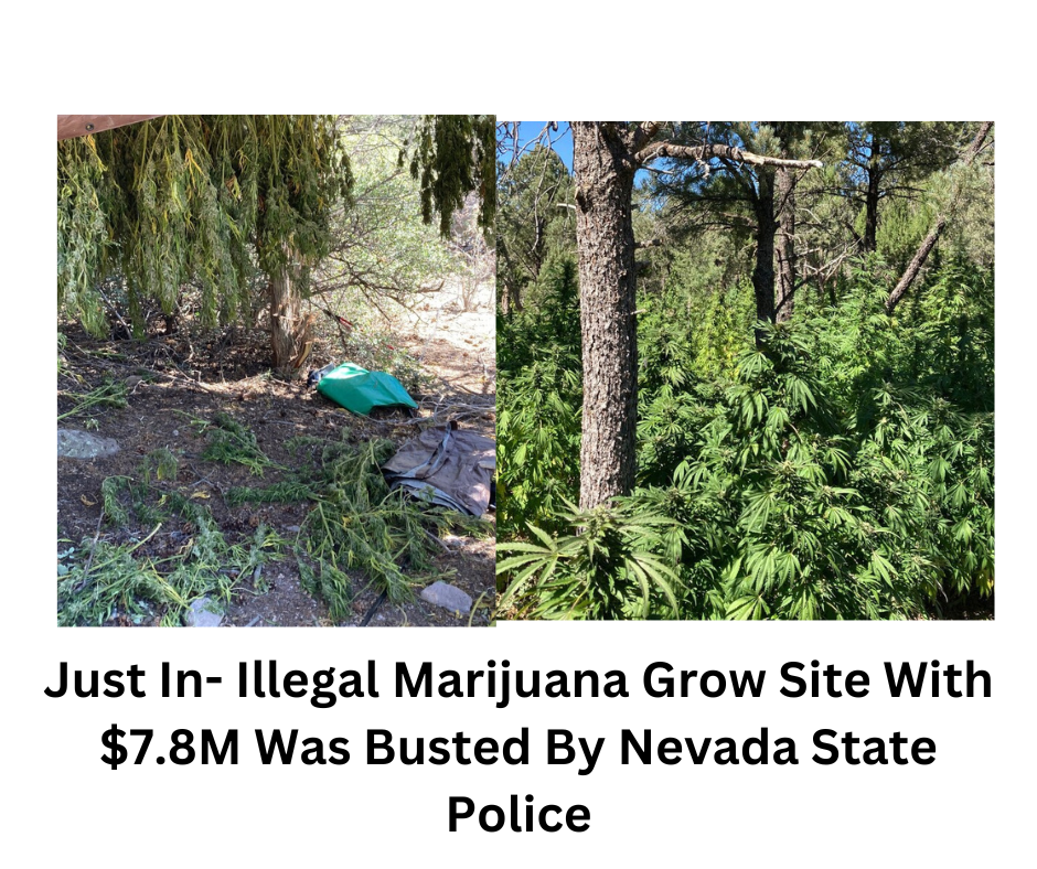 Just In- Illegal Marijuana Grow Site With $7.8M Was Busted By Nevada State Police