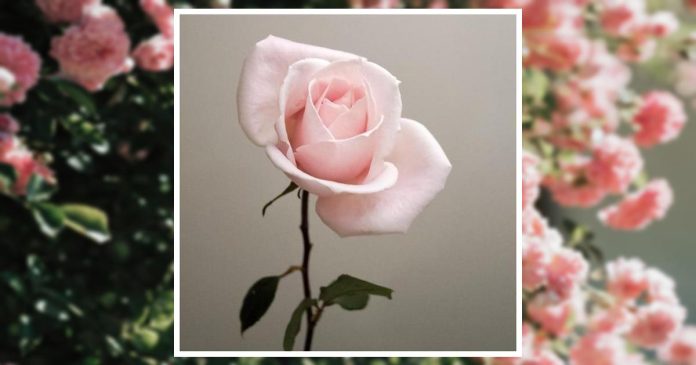 Obituary | Lucille Linskov | Kesling Funeral Home