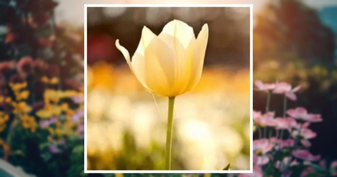 Obituary | Jody Kelsch | Kesling Funeral Home