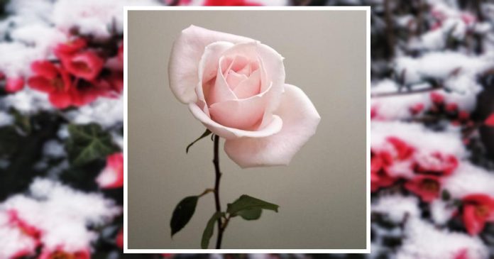 Obituary | Sharon Schaefbauer | Kesling Funeral Home