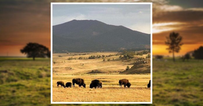 Obituary | Michael Scott American Horse